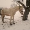 Konie na Zimowo 