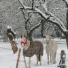 Nasze konie w Zimowej odsłonie )